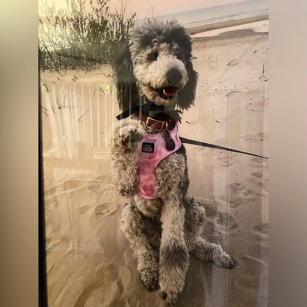 Doodle Couture Large Dog Harness Tie Dye